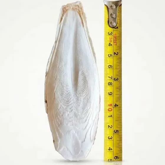 Osso de Siba Natural NutriGrão - Fonte de Cálcio para Pássaros, Tartarugas e Répteis, Tamanho grande