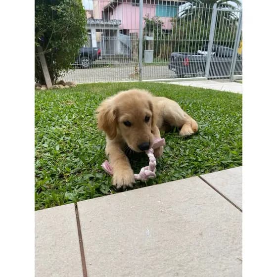 brinquedo mordedor cachorro cao pet algodao reforçado