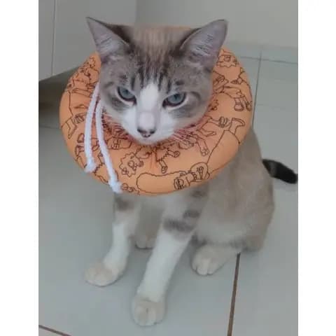 Colar Elizabetano Em Tecido Impermeável