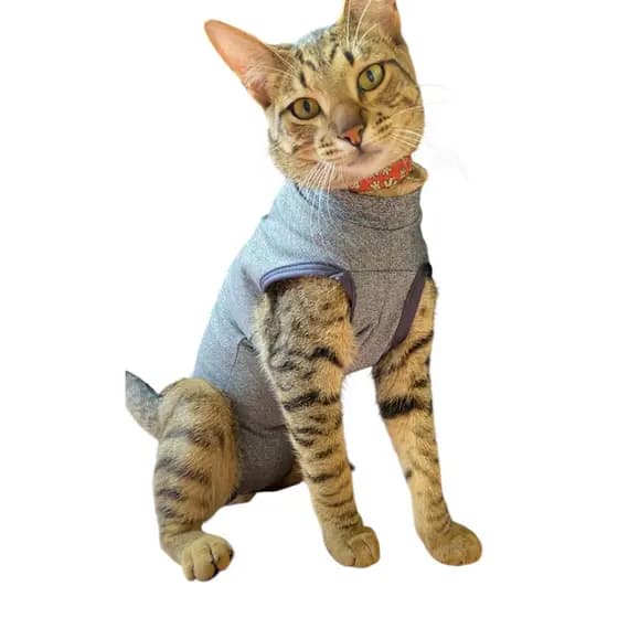 Castração e Cirurgia de Felinos Roupa Macacão pós Cirúrgico