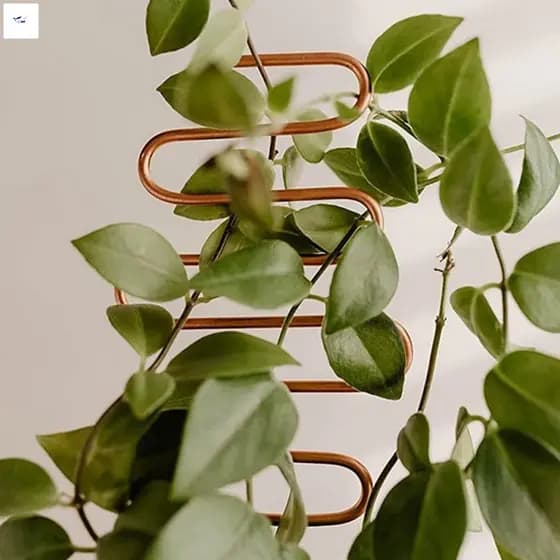 Treliça De Plantas De Metal-Suporte Resistente Em Formato Criativo Para Trepadeiras