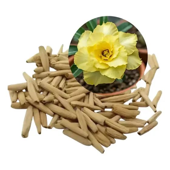 Pacote com Sementes de Flores Rosa Do Deserto Amarela Tripla Rara Originais Facil Cultivo