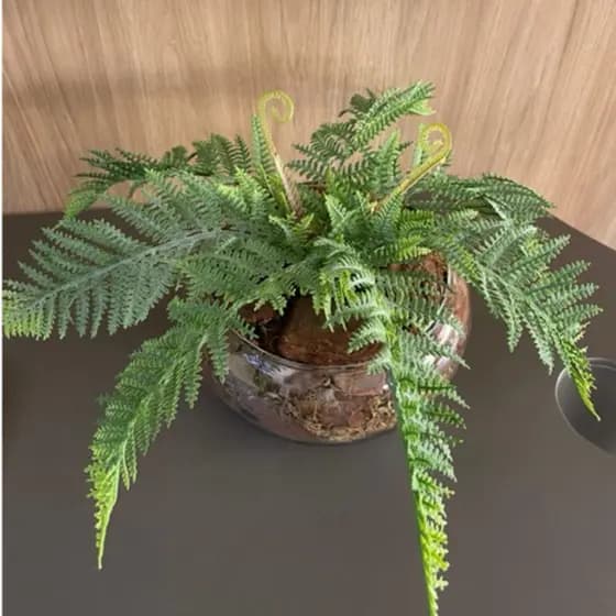 Arranjo de mesa Lagoon completo vaso de vidro com samambaia P