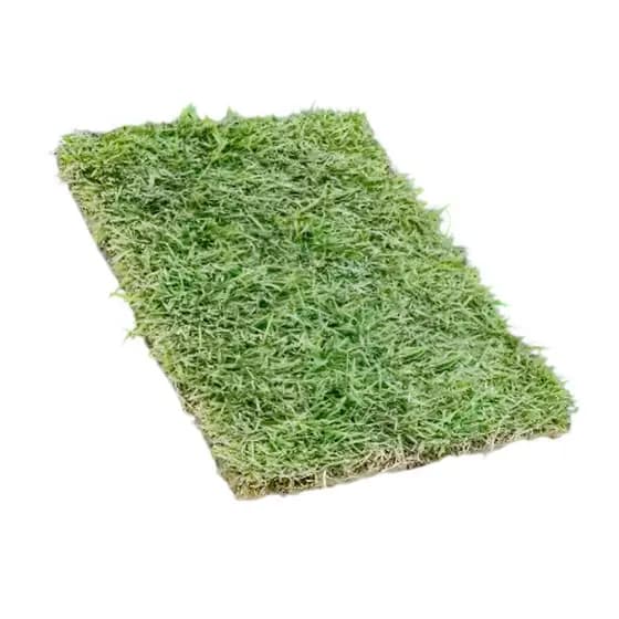 Semente Grama Esmeralda Pronta para jardim 3 placas 30x40cm