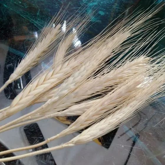 10 galhos de trigo