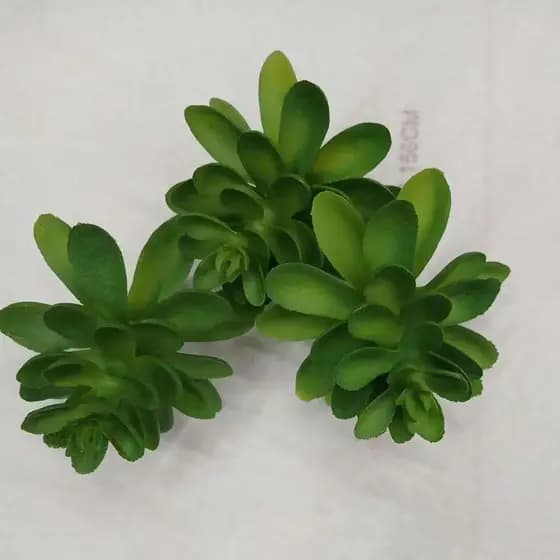 suculenta artificial