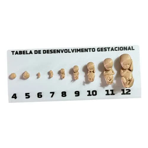 Tabela Gestacional Fetos Em 3d Plástico Cor Natural Com Base