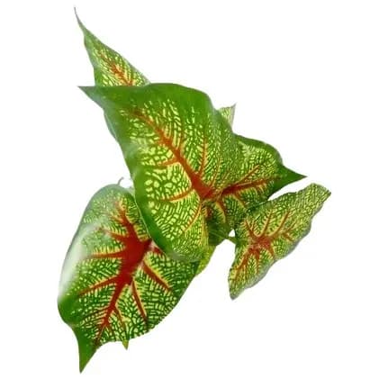 Buquê Folhagem Verde Artificial Jibóia Trapoeraba Decoração