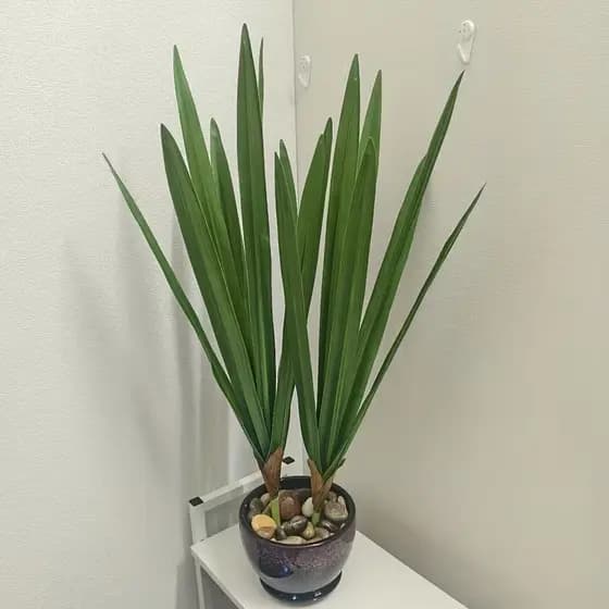 Folha de Orquídea 60cm Comprida Folha Verde Complemento para arranjos - ZH801667
