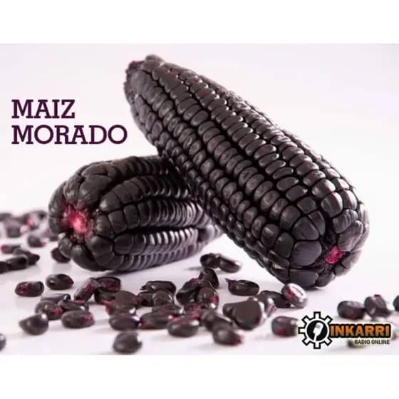 MILHO SEMENTE ESPIGA ROXO 500gr MAIZ MORADO PERÚ