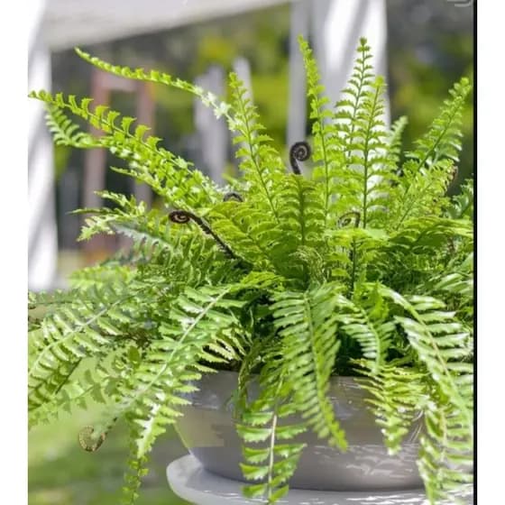 Planta samambaia artificial 53cm 1unidade