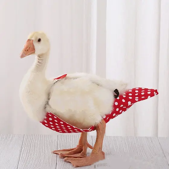 Roupas para patos de estimação, fraldas para patos Cole, fraldas galinhas, fraldas para patos gansos, suprimentos
