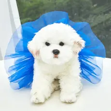 Saia de Tule Tutu Para Cachorro ou Gato - Roupinha de Pet