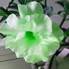 Rosa deserto geen flor tripla jardins ( 10 Sementes)