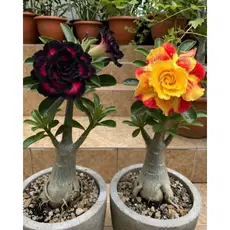 flor combo rosas do deserto púrpura e solara inusitada limitada kit 3 seeds