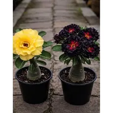 combo Rosas do deserto raridade, flor amarela e flor dama da noite  tripla kit 3 seeds