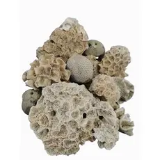Pedras do mar - pedra natural do mar - coral - rocha coral - 1 kilo