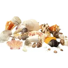 Conchas Marinhas- Decoração Praia Mar - Kit Com 580 Gramas - Conchas do Mar - Sortidas
