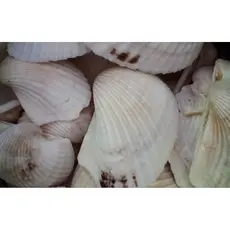 Conchas alvas naturais da Praia - conchas do mar - Resistentes - Anadara Notabilis - Para decoração geral - 50 Unidades