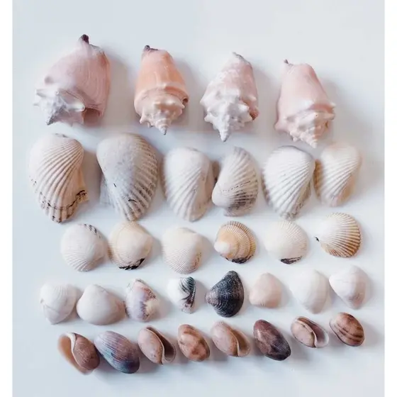 Conchas do mar naturais COMBO COM 32 PEÇAS sortidas (as mesmas da foto)