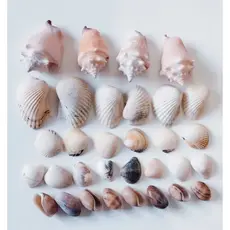 Conchas do mar naturais COMBO COM 32 PEÇAS sortidas (as mesmas da foto)