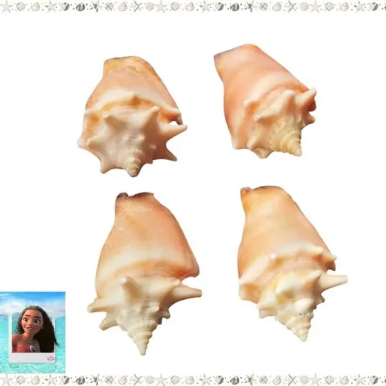 4 concha do mar caramujo conchas aquário natural moana pregoai peguari