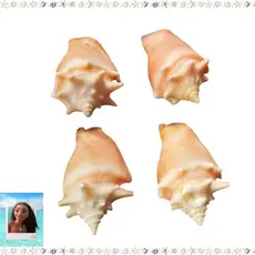 4 concha do mar caramujo conchas aquário natural moana pregoai peguari