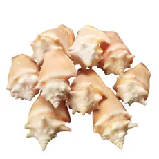 Búzios - Caramujos - Conchas do Mar - Concha Natural - 15 UNIDADES