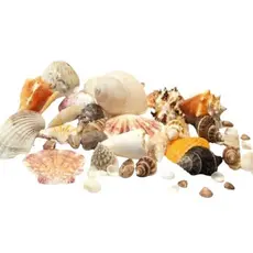 Conchas Marinhas- Decoração Praia Mar - Kit Com 580 Gramas - Conchas do Mar - Sortidas