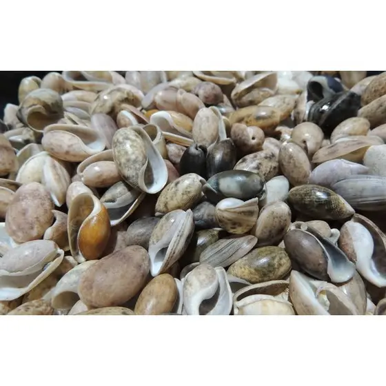 Conchas do mar Naturais - tipo Azeitona - Conchas marinhas - 100 unidades