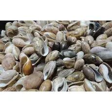 Conchas do mar Naturais - tipo Azeitona - Conchas marinhas - 100 unidades