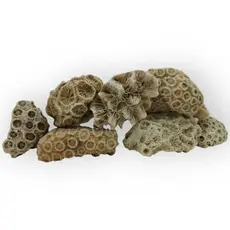 Pedras do mar naturais - Tamanhos e formatos variados - coral - 500g