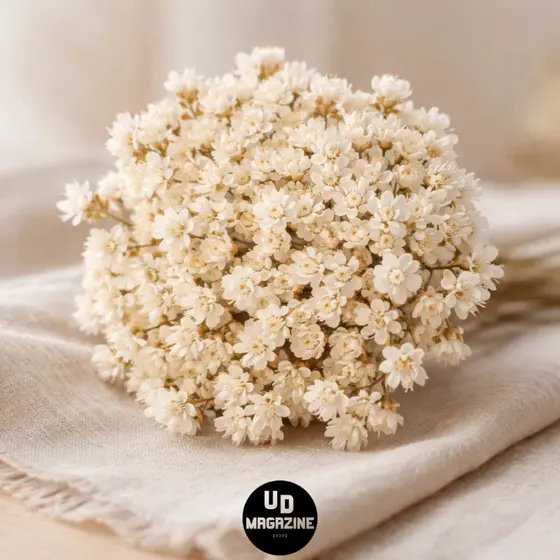 Sempre Viva Florzinha Branca I kit com ate sempre vivas Premium, Para Decoração e Presentes Colorida