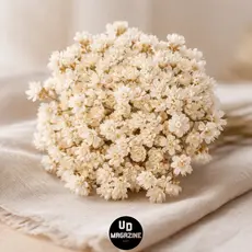 Sempre Viva Florzinha Branca I kit com ate sempre vivas Premium, Para Decoração e Presentes Colorida