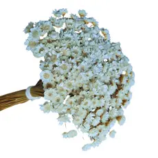 Sempre Viva Florzinha Branca I Kits com Flores Desidratadas Coloridas Sortidas Decoração para Festas