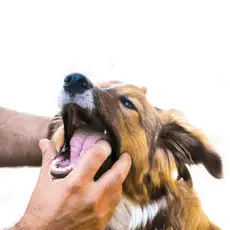Escova de Dente de Dedo Silicone para Cães e Gatos Pet Dedeira Macia Limpeza Dental Higiene Oral