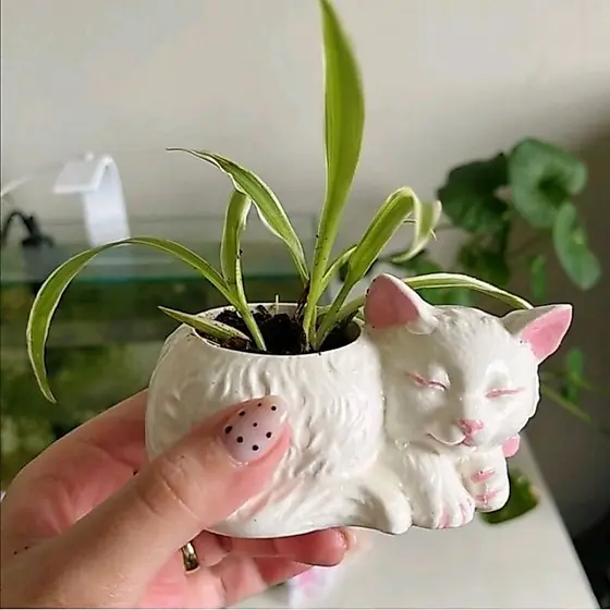 Vaso Decorativo Gatinho para Suculentas Artificial ou real podendo fazer plantil produto artesanal