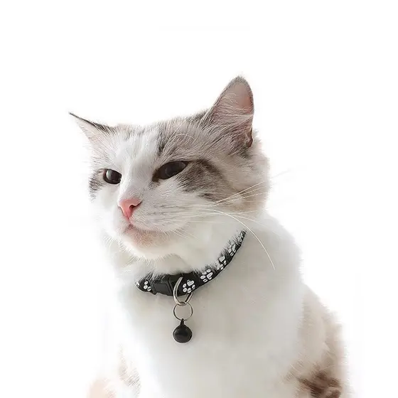 Coleira Teddy Ajustável Universal para Cães e Gatos com Sino