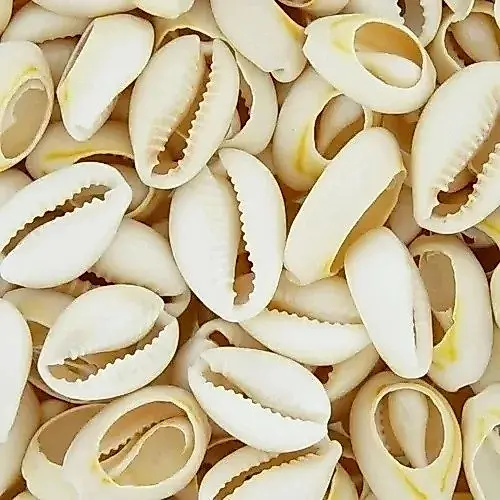 Búzios Cortados Conchas Do Mar Natural 50g Aprox 37 Pçs
