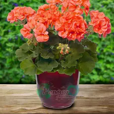 Vaso de Planta Grande Bojo com prato G