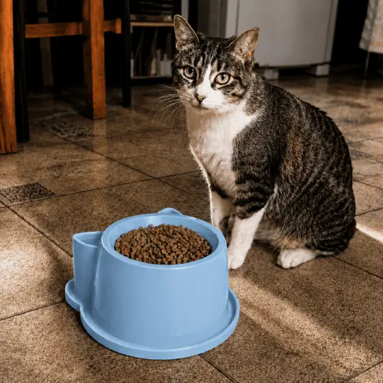 Comedouro e Bebedouro Anti-Formiga Luxo Anatômico para Gatos 250ml - Durapets