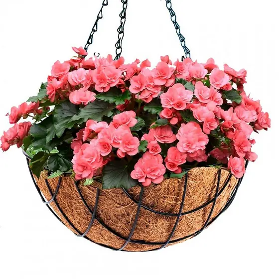 Vaso De Pendurar Hagra 40cm Pendente Ferro Fibra Coco