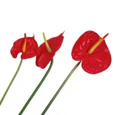 Haste de Antúrio Flores e Plantas Artificiais - TU4100/TU4103/34004.