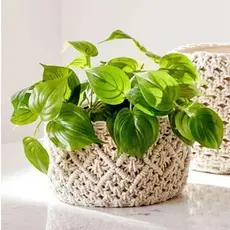 Buquê de Folhas Artificiais Diversos Modelos Plantas Flores Decoração