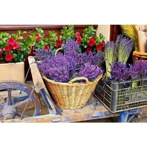 Sementes premium 40 Sementes Alfazema Lavanda Francesa Importadas Pra sementes Flor