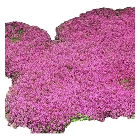 500 Sementes Grama Roxa Aromática Thymus Serpyllum P/