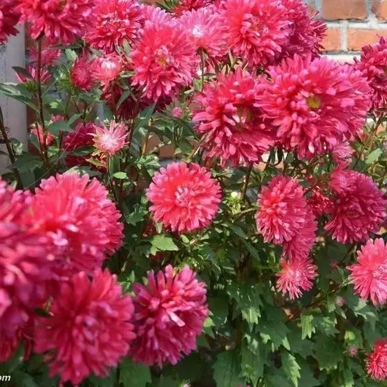 50 sementes de crisântemo. Lindas flores, resistentes ao frio e ao calor.
