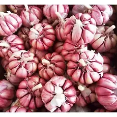 Alho Roxo Nacional Graúdo 1KG /500kg