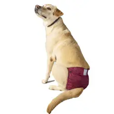 Fralda Calcinha Reutilizável para Cães - Conforto e Proteção| Ideal para Incontinência e Cio