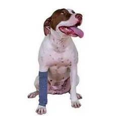 kit 2 Polaina Protetoras de Patas p/ Cachorro Tamanho 05